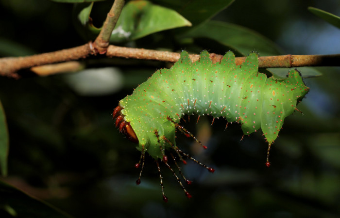 Figura 10. <i>Schausiella santarosensis</i></i> (Saturniidae) penúltimo estadio, posición lateral, Sector Santa, Luces. Voucher 13-SRNP-10102-DHJ499016.jpg.