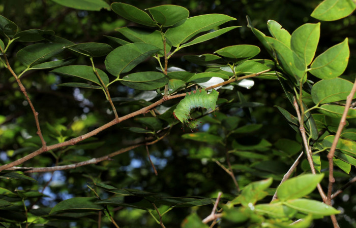 Figura 20. Planta hospedera de <i>Schausiella santarosensis</i></i> (Saturniidae) <i>Hymenaea courbaril</i></i> (Fabaceae). Sector Santa Rosa, Luces. Voucher 13-SRNP-10102-DHJ499018.jpg.