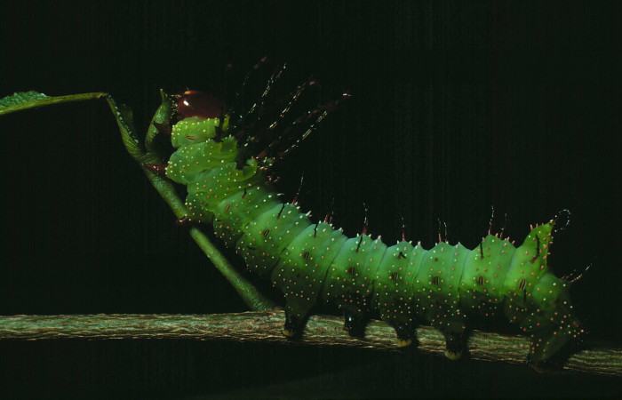 Figura 7. <i>Schausiella santarosensis</i></i> (Saturniidae) tercer estadio, vista lateral, Sector Santa Rosa Bosque Humedo. Voucher 82-SRNP-539-DHJ4337.jpg.