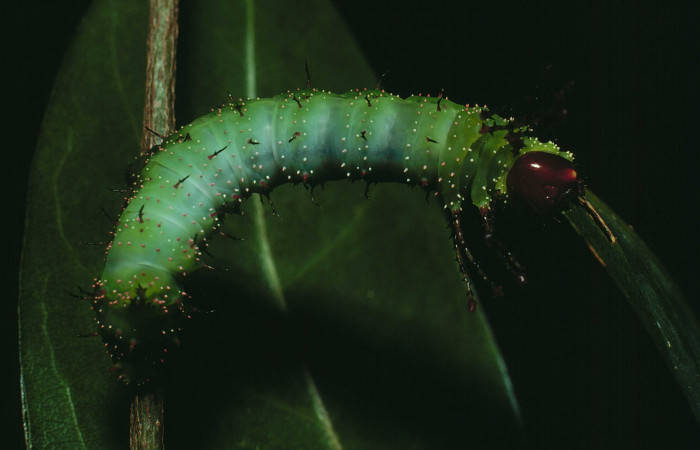 Figura 6. <i>Schausiella santarosensis</i></i> (Saturniidae) tercer estadio, vista dorsal, Sector Santa Rosa Bosque Humedo. Voucher 82-SRNP-593-DHJ4453.jpg.