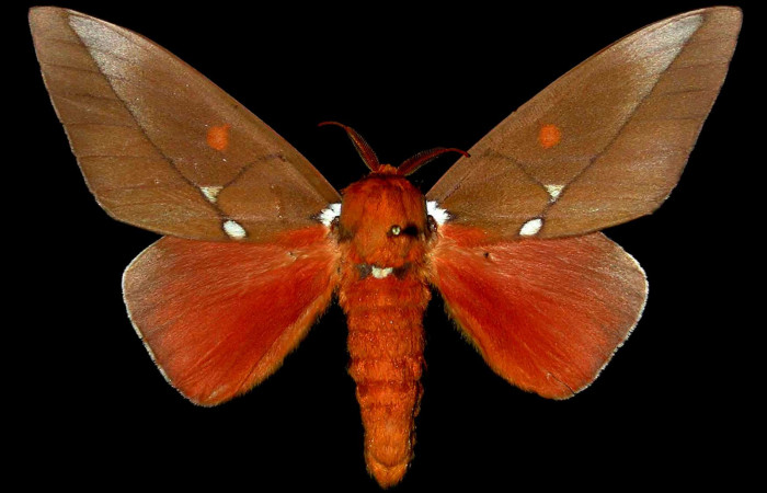 Figura 18. Adulto macho de <i>Schausiella santarosensis</i></i> (Saturniidae) vista dorsal. Voucher 83-SRNP-509v-DHJ31339.jpg.