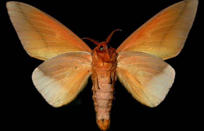 Figura 19. Adulto hembra de <i>Schausiella santarosensis</i></i> (Saturniidae) vista ventral. Voucher 83-SRNP-509v-DHJ31340.jpg.