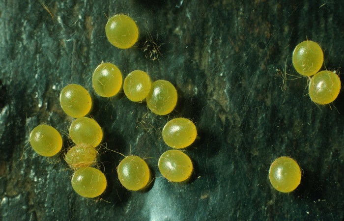 Figura 2. Huevos de <i>Schausiella santarosensis</i></i> (Saturniidae). Voucher 96-SRNP-2032-DHJ27634.jpg.