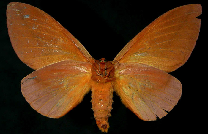 Figura 17. Adulto hembra de <i>Schausiella santarosensis</i></i> (Saturniidae) vista ventral. Voucher 96-SRNP-2032-DHJ31344.jpg.