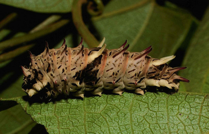 Figura 6. Posición lateral de <i>Parides zestos</i></i>, familia (Papilionidae). Voucher 00-SRNP-164-DHJ52514.