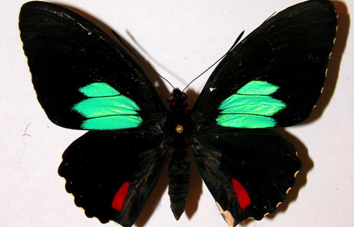 Figura 11. Adulto de <i>Parides zestos</i></i> posición dorsal, familia (Papilionidae). 00-SRNP-165-DHJ38742.