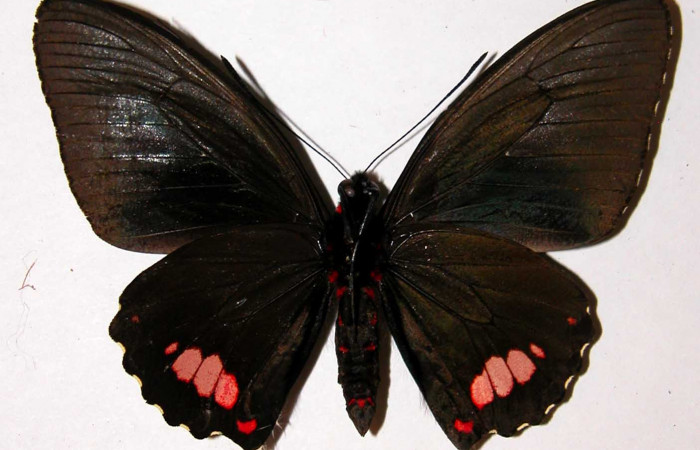 Figura 12. Adulto de <i>Parides zestos</i></i> posición ventral, familia (Papilionidae), 00-SRNP-165-DHJ38743.