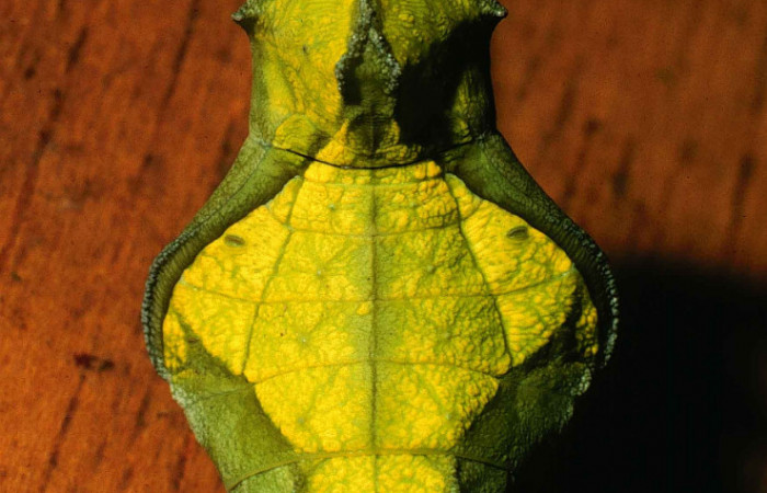 Figura 10. Pupa de <i>Parides zestos</i></i>  en posición dorsal, familia (Papilionidae). 00-SRNP-165-DHJ52520.