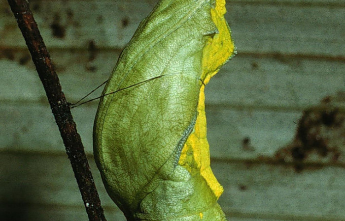 Figura 9. Pupa de <i>Parides zestos</i></i>  en posición dorsal, familia (Papilionidae). 03-SRNP-6082-DHJ74099.