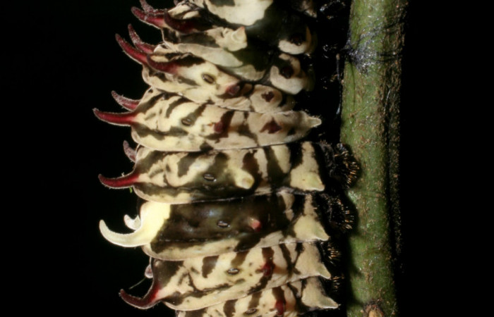 Figura 7. Posición lateral de <i>Parides zestos</i></i>, familia (Papilionidae). Voucher 08-SRNP-4604-DHJ437566.