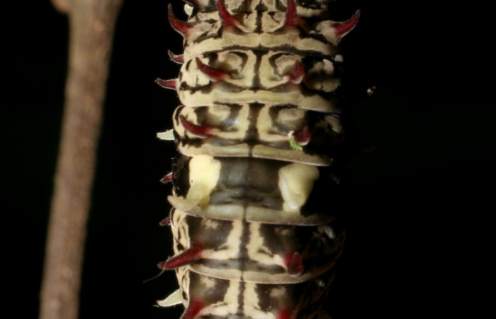 Figura 8. Posición dorsal de <i>Parides zestos</i></i>, familia (Papilionidae). 08-SRNP-4604-DHJ437567.