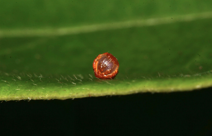 Figura 1. Huevo de <i>Parides zestos</i></i>, familia (Papilionidae), Voucher. 17-SRNP-31310-DHJ736920.