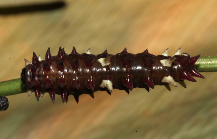 Figura 3. Posición dorsal de <i>Parides zestos</i></i>, familia (Papilionidae). Voucher 17-SRNP-31310-.DHJ739130.
