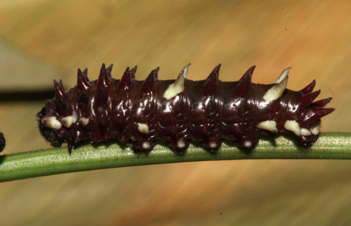 Figura 2. Posición lateral de <i>Parides zestos</i></i>, familia (Papilionidae). 17-SRNP-31310-DHJ739131.