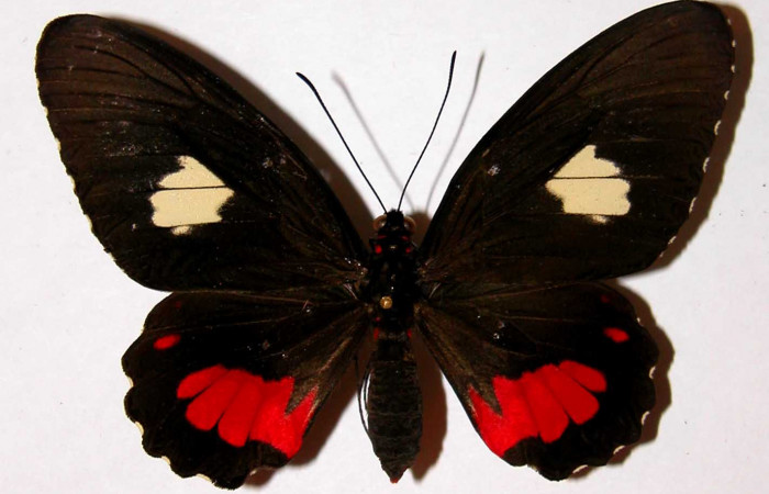 Figura 13. Adulto de <i>Parides zestos</i></i> posición dorsal,  familia, (Papilionidae). 93-SRNP-427-DHJ38738.