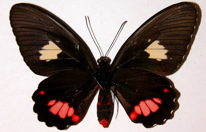 Figura 14. Adulto de <i>Parides zestos</i></i> posición ventral, familia, (Papilionidae).93-SRNP-427-DHJ38739.
