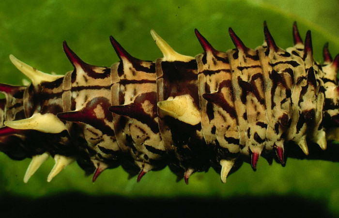 Figura 5. Posición dorsal de <i>Parides zestos</i></i>, familia (Papilionidae). Voucher 95-SRNP-6067-DHJ23861.