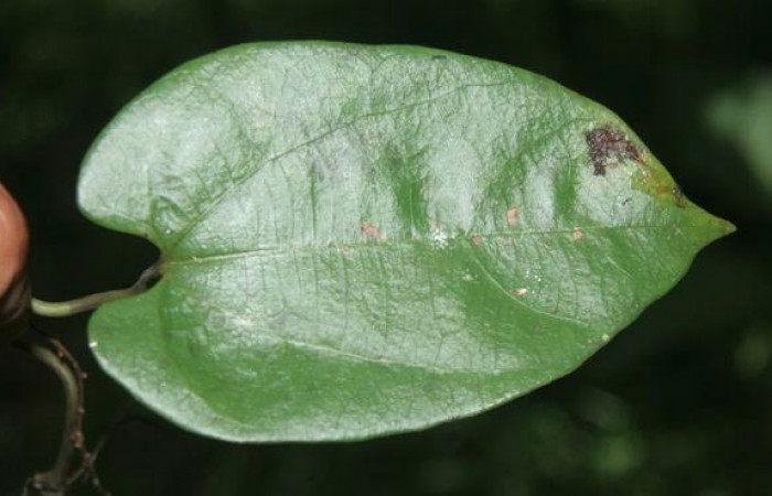 Figura 15. Hoja de planta <i>Aristolochia tonduzii,</i></i> (Aristolochiaceae), hospedera de la larva <i>Parides zestos</i></i>, Papilionidae. Foto, Jorge Hernández.