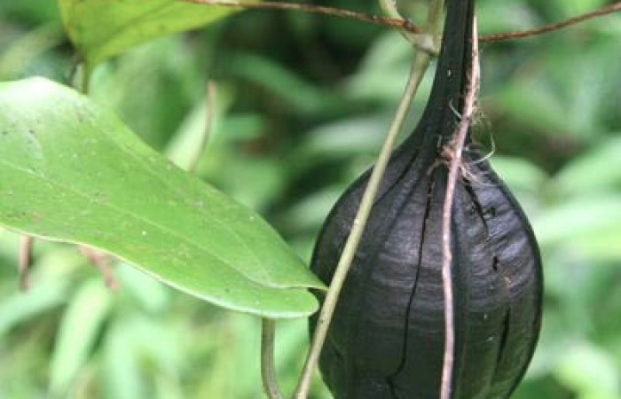 Figura 17. Fruto de planta  <i>Aristolochia tonduzii</i></i> (Aristolochiaceae), hospedera de la larva <i>Parides zestos</i></i>, Papilionidae. Foto, Jorge Hernández.