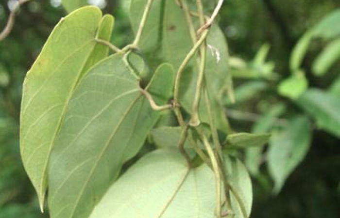 Figura 16. Planta <i>Aristolochia tonduzii,</i></i> (Aristolochiaceae), hospedera de la larva <i>Parides zestos</i></i>, Papilionidae. Foto, Jorge Hernández.olochia tonduzii2