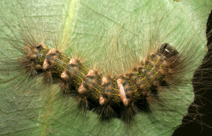 Larva en posición dorsal entero de <i>Ceroctena amynta</i></i> (Erebidae), U estadio. Sector Rincon Rain Forest, Sendero Juntas. Voucher 08-SRNP-40712-DHJ441956.jpg.