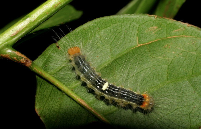  cola de <i>Ceroctena amynta</i></i> (Erebidae), PU estadio. Sector Del Oro, Quebrada Trigal. Voucher 07-SRNP-22706-DHJ426653.jpg.