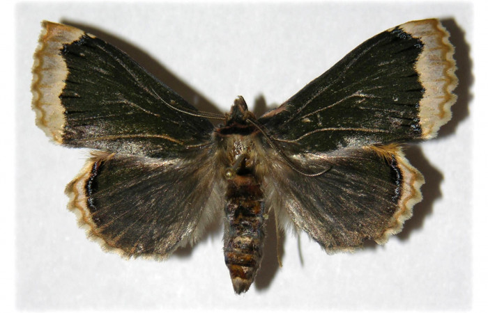  Adulto en posición dorsal de <i>Ceroctena amynta</i></i> (Erebidae). Sector Del Oro, Quebrada Oro. Voucher 04-SRNP-23804-DHJ315408.
