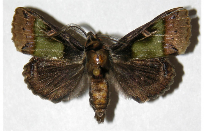  Adulto macho en posición dorsal de <i>Ceroctena amynta</i></i> (Erebidae). Sector San Cristóbal, Vado Rio cucaracho. Voucher 98-SRNP-15125-DHJ315422.