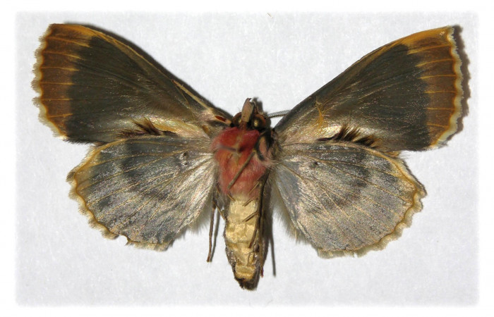  Adulto hembra en posición ventral de <i>Ceroctena amynta</i></i> (Erebidae). Sector Del Oro, Quebrada Oro. Voucher 04-SRNP-23804-DHJ315409.
