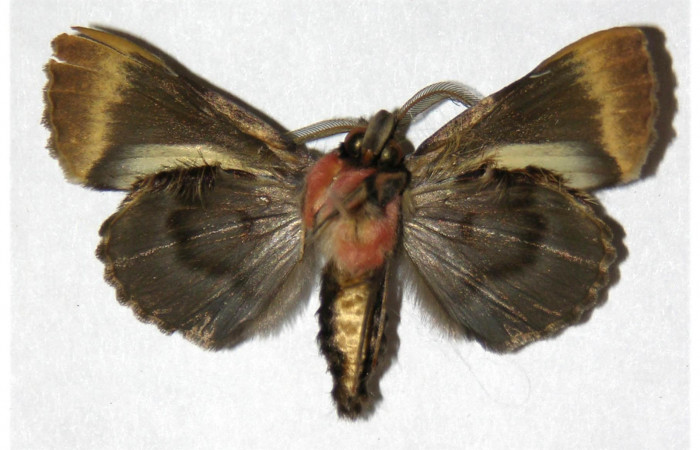  Adulto macho en posición ventral de <i>Ceroctena amynta</i></i> (Erebidae). Sector San Cristóbal, Vado Rio cucaracho. Voucher 98-SRNP-15125-DHJ315423.
