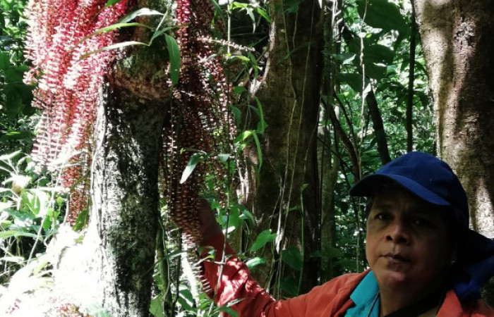  Flores de <i>Guarea rhopalocarpa</i></i> Meliaceae), planta hospedera de <i>Ceroctena amynta</i></i> (Erebidae). Parataxónoma Elda Araya. Sector San Cristóbal, Sendero Perdido. Foto, Gloria Siezar, 20 de Febrero 2019.
