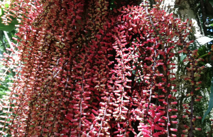  inflorescencia de <i>Guarea rhopalocarpa</i></i> Meliaceae), planta hospedera de <i>Ceroctena amynta</i></i> (Erebidae). Sector San Cristóbal, Sendero Perdido. Foto, Gloria Siezar, 20 de Febrero 2019.
