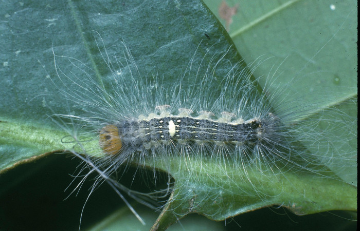  Larva en posición dorsal entero de <i>Ceroctena amynta</i></i> (Erebidae), PU estadio. Sector San Cristóbal, Río Blanco Abajo. Voucher 04-SRNP-293-DHJ81394.jpg.