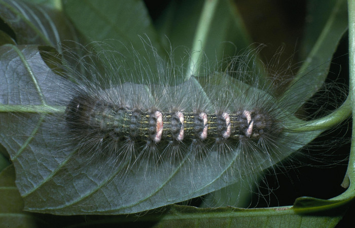  Larva en posición dorsal entero de <i>Ceroctena amynta</i></i> (Erebidae), U estadio. Sector San Cristóbal, Río Blanco Abajo. Voucher 04-SRNP-292-DHJ81387.jpg.