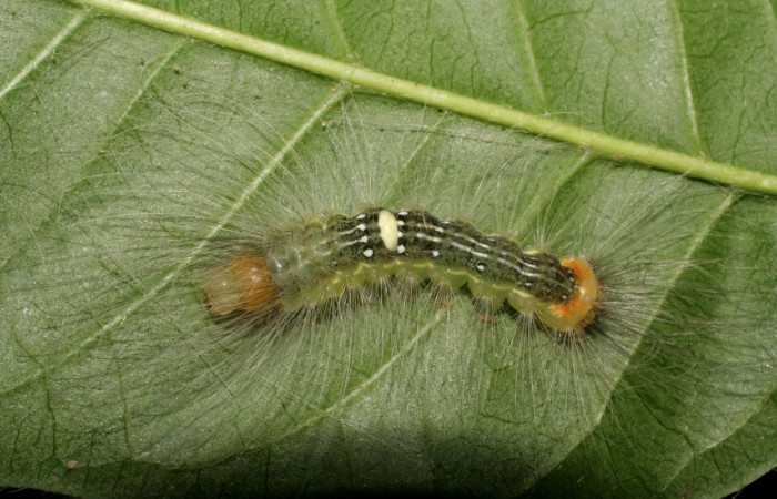 Larva en posición lateral entero de <i>Ceroctena amynta</i></i> (Erebidae), PU estadio. Sector Del Oro, Quebrada Trigal. Voucher 07-SRNP-22705-DHJ426650.jpg.