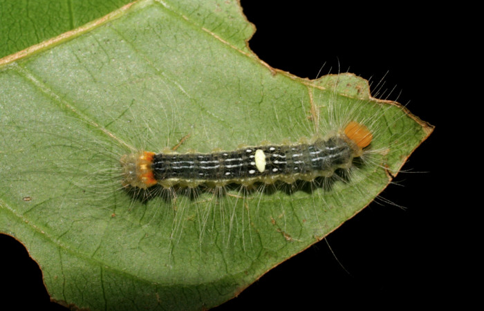  Larva en posición dorsal entero de <i>Ceroctena amynta</i></i> (Erebidae), PU estadio. Sector Del Oro, Quebrada Trigal. Voucher 07-SRNP-22706-DHJ426652.jpg.