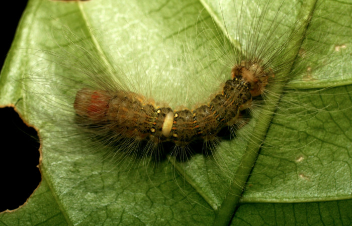  Larva en posición dorsal entero de <i>Ceroctena amynta</i></i> (Erebidae), PU estadio. Sector Pitilla, Pasmompa. Voucher 08-SRNP-32126-DHJ445755.jpg.