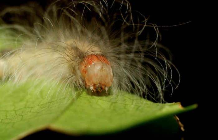  Cabeza de larva en posición frontal de <i>Ceroctena amynta</i></i> (Erebidae), PU estadio. Sector Pitilla, Pasmompa. Voucher 08-SRNP-32126-DHJ445756.jpg.