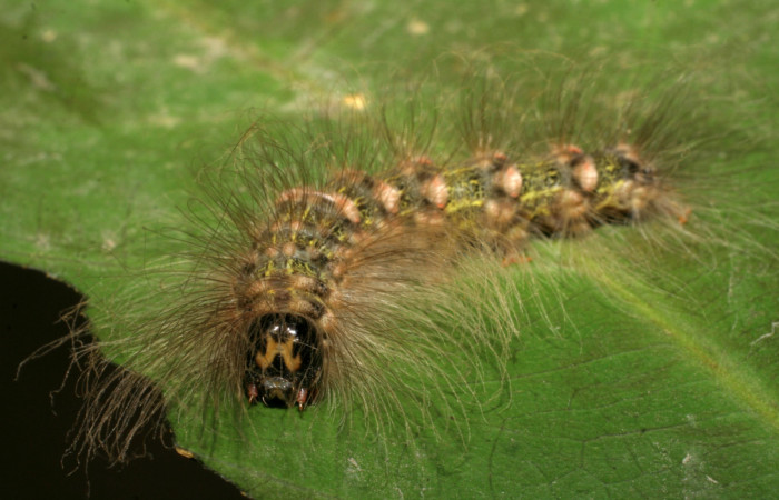  Cabeza de larva en posición frontal de <i>Ceroctena amynta</i></i> (Erebidae), U estadio. Sector Rincon Rain Forest, Sendero Juntas. Voucher 08-SRNP-40712-DHJ441958.jpg.