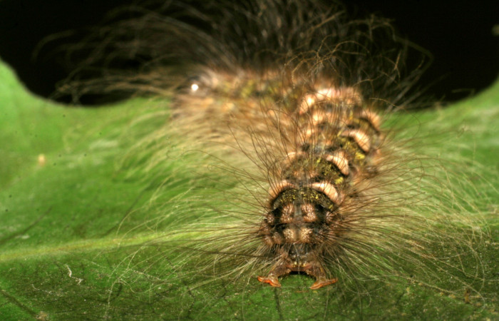  Cola de larva de <i>Ceroctena amynta</i></i> (Erebidae), U estadio. Sector Rincon Rain Forest, Sendero Juntas. Voucher 08-SRNP-40712-DHJ441959.jpg.
