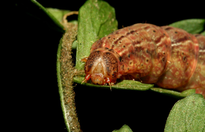 Figura 1. Larva <i>Dusponera fannia</i></i> (Erebidae), Último estadio posición lateral, mide 35 mm aproximadamente. Planta hospedera <i>Alsophila firma</i></i> (Cyatheaceae). Voucher: 10-SRNP-2160-DHJ470543.jpg.