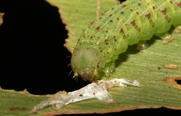 Figura 10. Larva <i>Dusponera fannia</i></i> (Erebidae), Cuarto estadio posición frontal la cabeza, Mide 35 mm aproximadamente. Planta hospedera <i>Alsophila firma</i></i> (Cyatheaceae). Voucher: 14-SRNP-44574-DHJ724247.jpg.