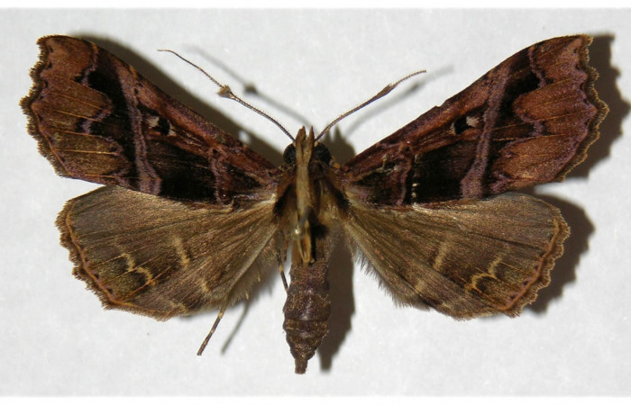 Figura 11. adulto <i>Dusponera fannia</i></i> (Erebidae), posición dorsal Mide 48 mm aproximadamente. Voucher: 04-SRNP-34272-DHJ315850.