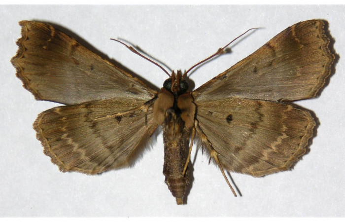Figura 12. adulto <i>Dusponera fannia</i></i> (Erebidae), posición ventral Mide 48 mm aproximadamente. Voucher: 04-SRNP-34272-DHJ315851.