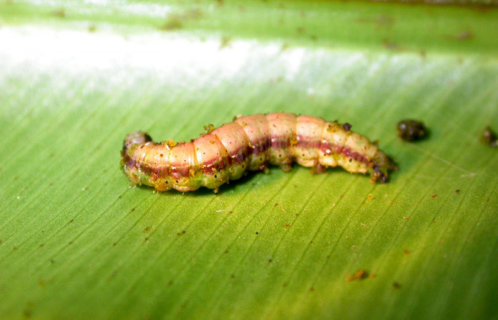 Figura 13. Larva <i>Dusponera</i></i> Poole01 (Erebidae), último estadio posición lateral, Mide 30 mm aproximadamente. Planta hospedera <i>Asplenium serratum</i></i> (Aspleniaceae). Voucher:05-SRNP-22741-DHJ403666.jpg.