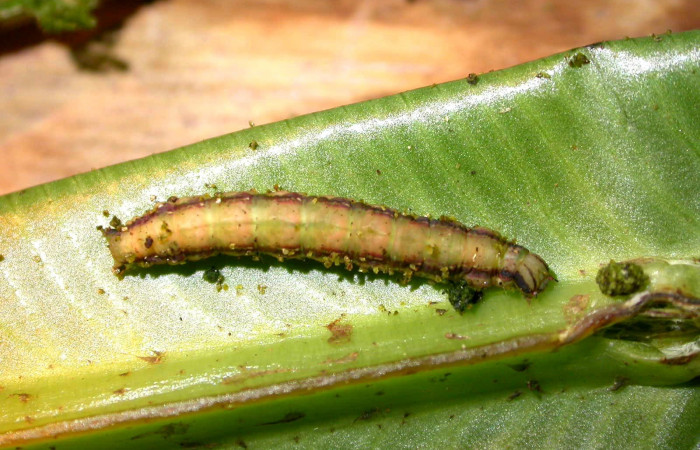 Figura 14. Larva <i>Dusponera Poole01</i></i> (Erebidae), último estadio posición dorsal, Mide 30 mm aproximadamente. Planta hospedera <i>Asplenium serratum</i></i> (Aspleniaceae). Voucher:05-SRNP-22741-DHJ403667.jpg.