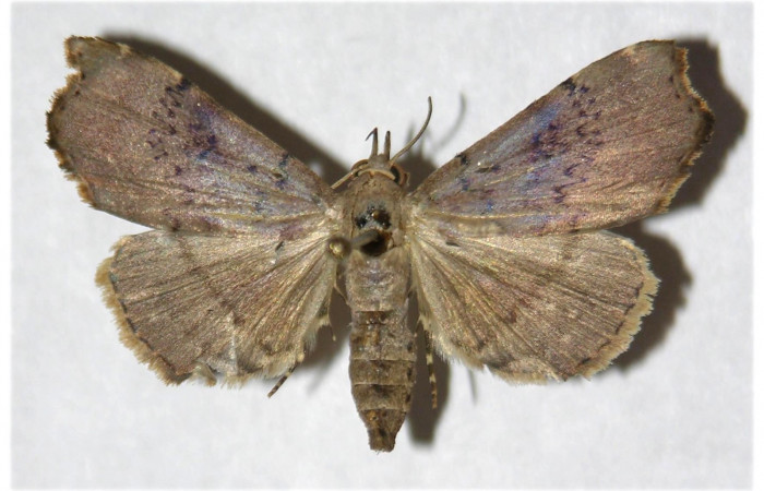Figura 15. adulto <i>Dusponera Poole01</i></i> (Erebidae), posición dorsal Mide 33 mm aproximadamente. Voucher:05-SRNP-22739-DHJ319642.