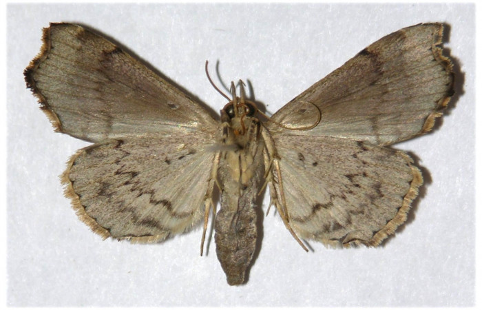 Figura 16. adulto <i>Dusponera Poole01</i></i> (Erebidae), posición ventral Mide 33 mm aproximadamente. Voucher:05-SRNP-22739-DHJ319643.