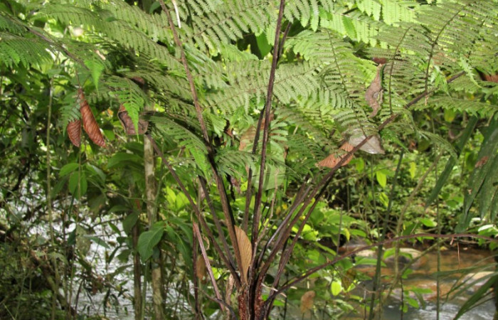 Figura 17. Planta <i>Alsophila firma</i></i> (Cyatheaceae), posición arbusto. Foto tomada el 24 julio 2019 por Jose Perez, mide 3 metros aproximadamente.