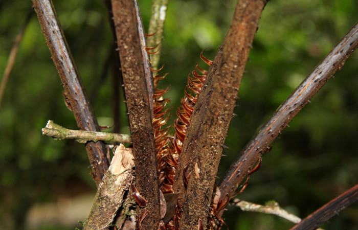 Figura 18. Planta <i>Alsophila firma</i></i> (Cyatheaceae), posición tallo. Foto tomada el 24 julio 2019 por Jose Perez, mide 3 metros aproximadamente.